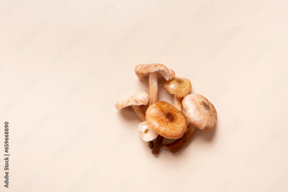 Mushrooms honey fungi pattern on beige background top view. Monochrome autumn composition flat lay.
