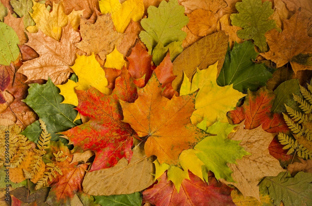 Background of colorful autumn leaves. Flat lay, top view. Wallpaper for your phone screen. Concept of bright colors of autumn. Close-up, pattern, background image. Background of colorful autumn leaves. Flat lay, top view. Wallpaper for your phone screen. Concept of bright colors of autumn. Close-up, pattern, background image.