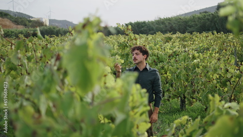 Man winegrower examining vine on grape plantation. Farmer touching yellow leaves