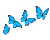 set of butterfly