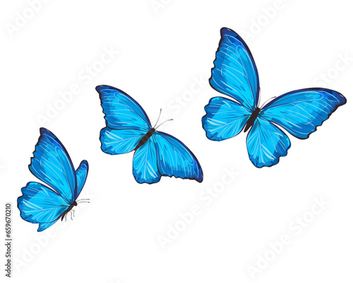 three blue butterflies © gltekin