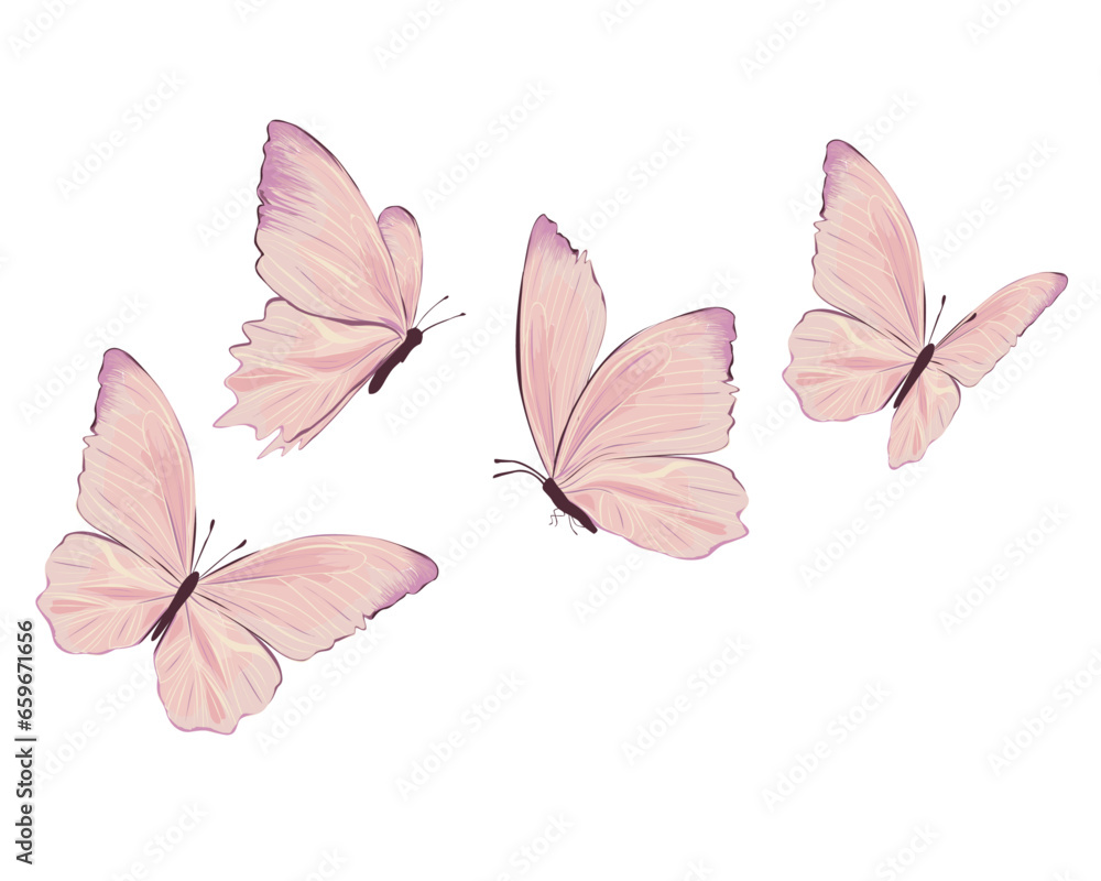 pink butterfly isolated on white pink butterfly isolated on white