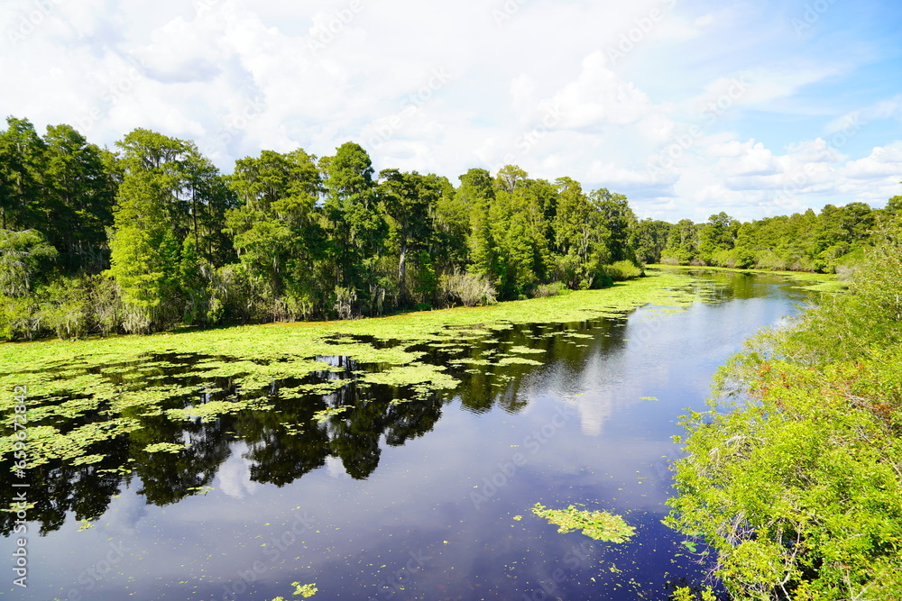 Fototapeta premium The landscape of Hillsborough river at Tampa, Florida 