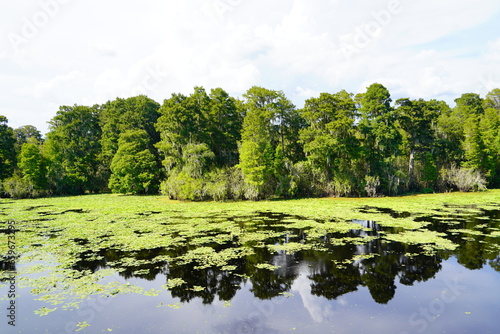 Fototapeta Naklejka Na Ścianę i Meble -  The landscape of Hillsborough river at Tampa, Florida	