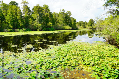 Landscape of Hillsborough river at Lettuce lake park 