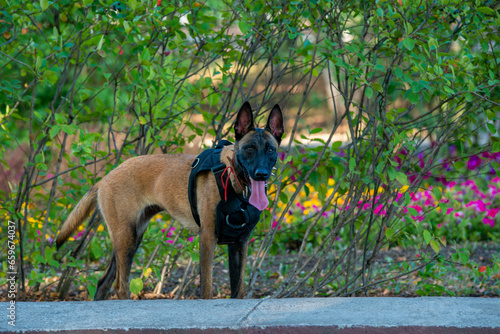 Official Belgian Shepherd Malinois in nature in a harness