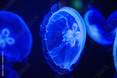 Eared aurelia, or eared jellyfish in the aquarium.  photo