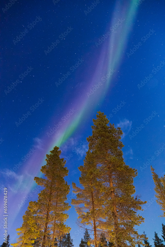 Bunte Nordlichter in einem Tannenwald in Finnland am Polarkreis