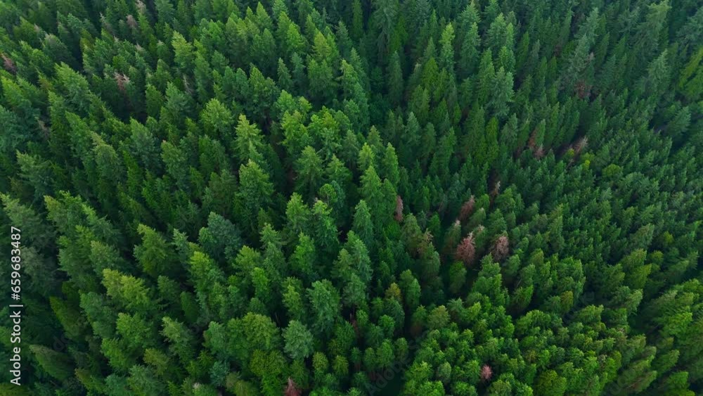 Aerial view of the coniferous forest. Canada Aerial view of the coniferous forest. Canada
