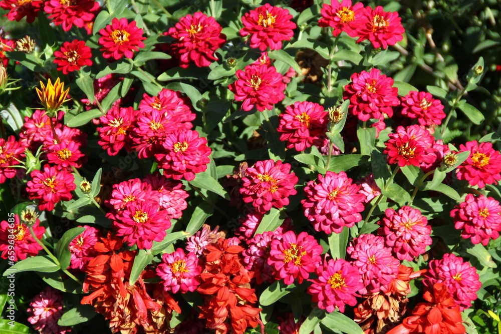 Flores Flores