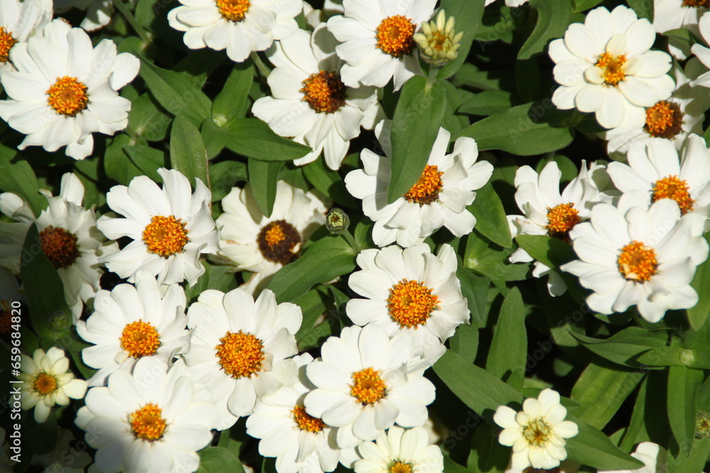 Obraz premium flores