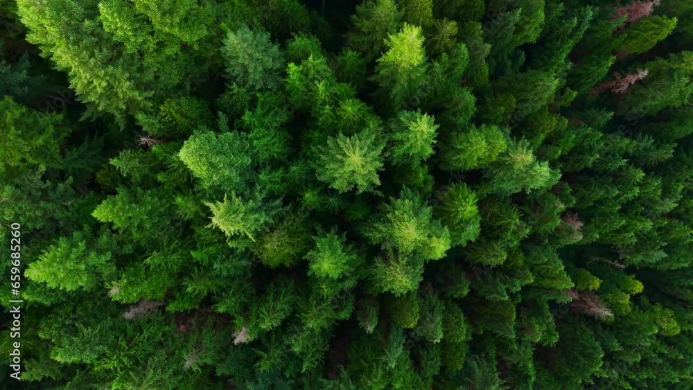 Top down view of the coniferous forest. Camera rising up and spin Top down view of the coniferous forest. Camera rising up and spin