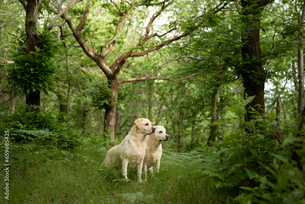 Fototapeta premium two fawn labradors retrievers in the forest. Dogs stands on background of greenery . Pet travel in nature