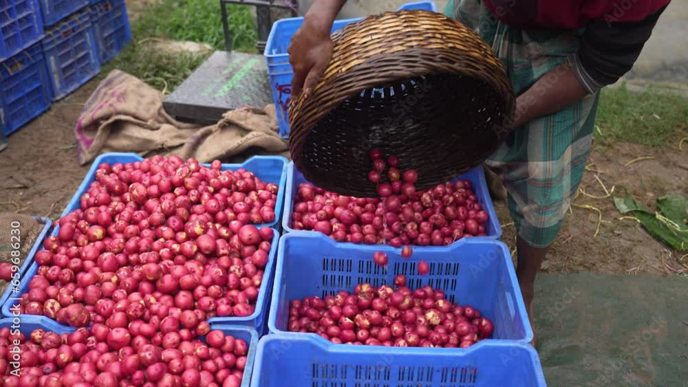Red potatoes are a versatile and delicious type of potato that can be
