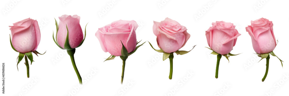 Obraz premium Pink Roses, transparent background