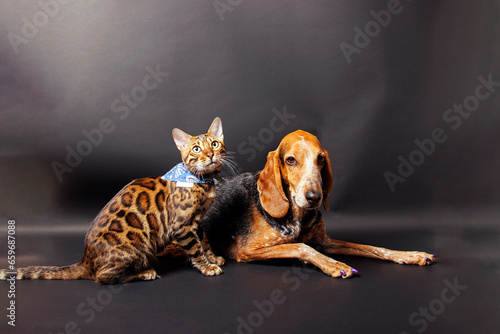 Bangal cat and mixed bred of German shorthaired pointer, photoshoot in studio. photo