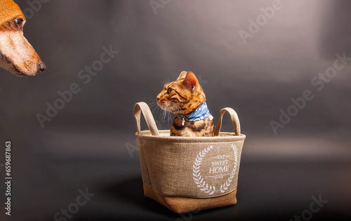 Beautiful bengal cat breed in a basket on black background photo