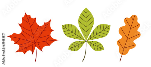 Set of autumn leaves. Colorful collection of fall botany elements. Maple, chestnut and oak leaves. Vector illustration isolated on white background.