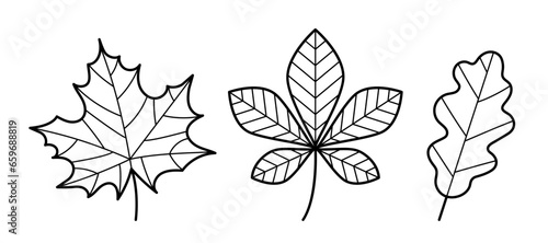Set of autumn leaves. Hand drawn sketch icon of maple, chestnut and oak leaf. Doodle line style. Vector illustration isolated on white background.