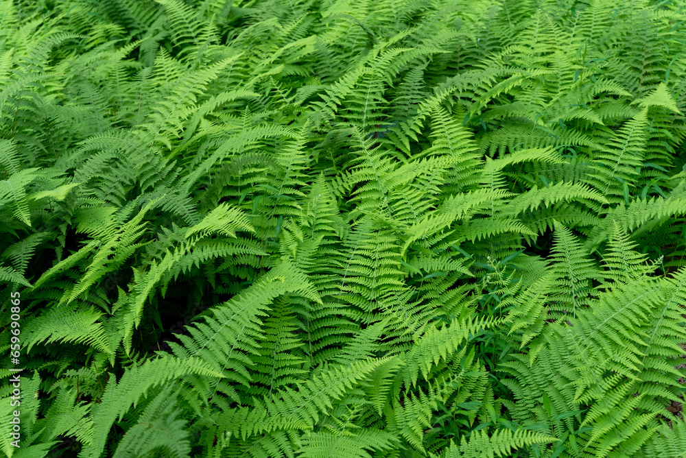 Fern Fern