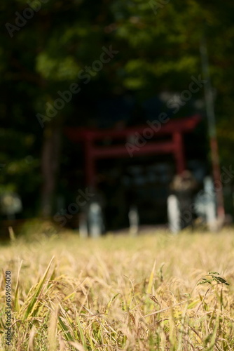 秋を迎えた田んぼの稲