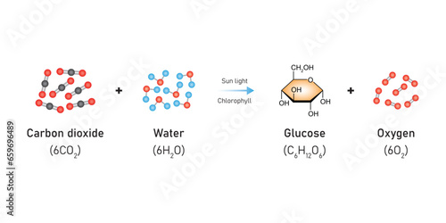 Photosynthesis Equation Scientific Design. Vector Illustration.