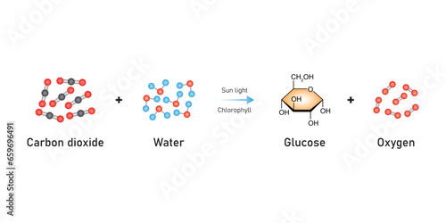 Photosynthesis Equation Scientific Design. Vector Illustration.