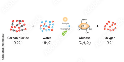 Photosynthesis Equation Scientific Design. Vector Illustration.