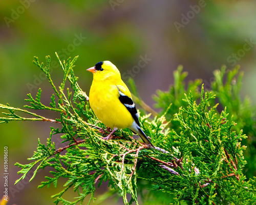 American Goldfinch Photo and Image. Male close-up side view perched on a cedar branch tree with a colourful background in its environment and habitat.
