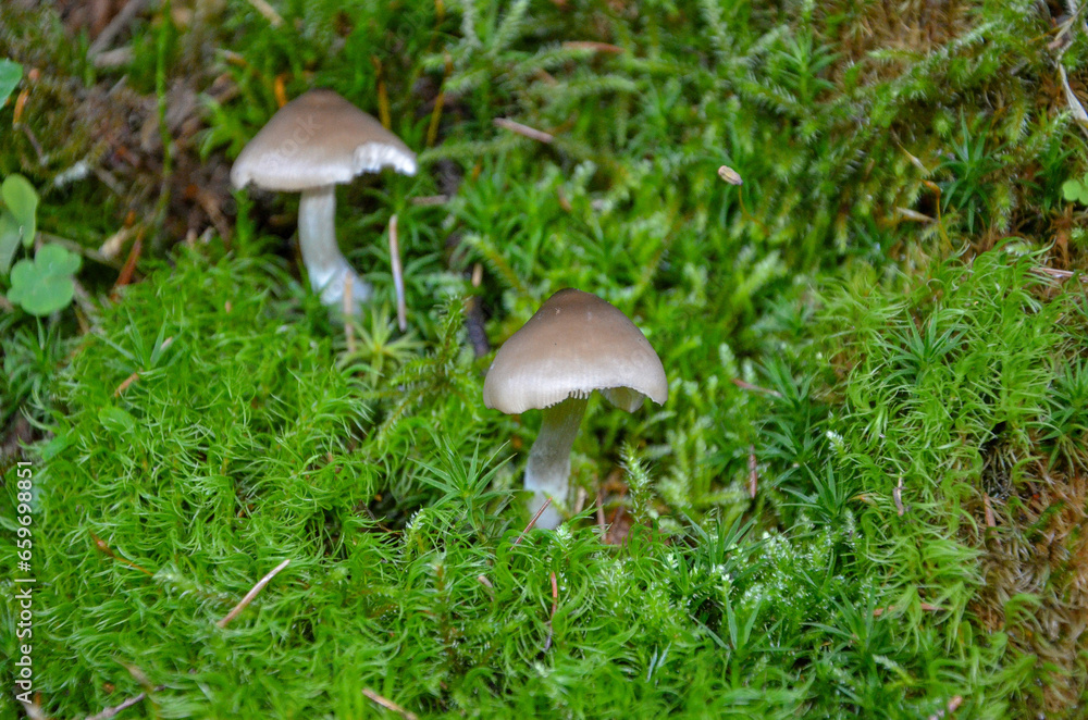 mushroom in the grass mushroom in the grass