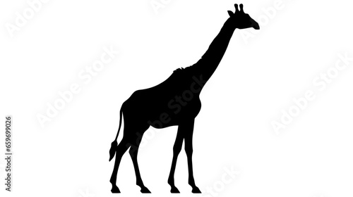 Silhouette of a giraffe isolated on white background