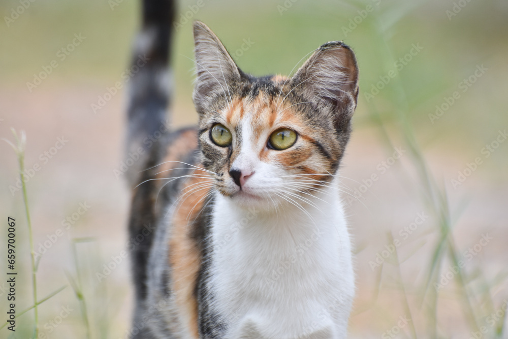  Young cat walking in garden, closeup