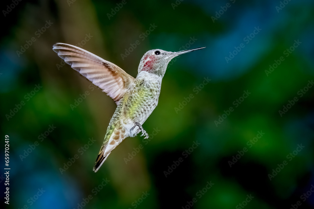 Obraz premium A female Anna's Hummingbird hovers mid-air looking for food
