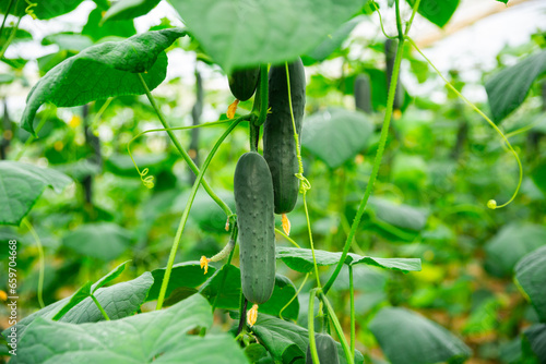 growing big tasty cucumbers in huge greenhouse photo