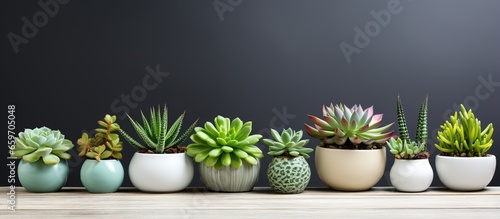 Small attractive green plants indoors