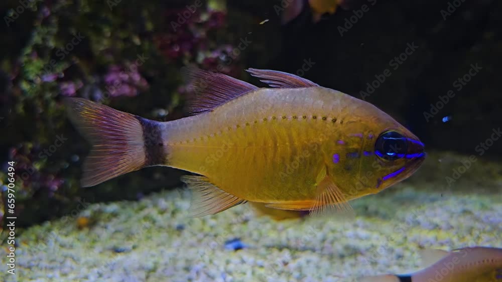 An orange and violet tropical fish swimming by An orange and violet tropical fish swimming by