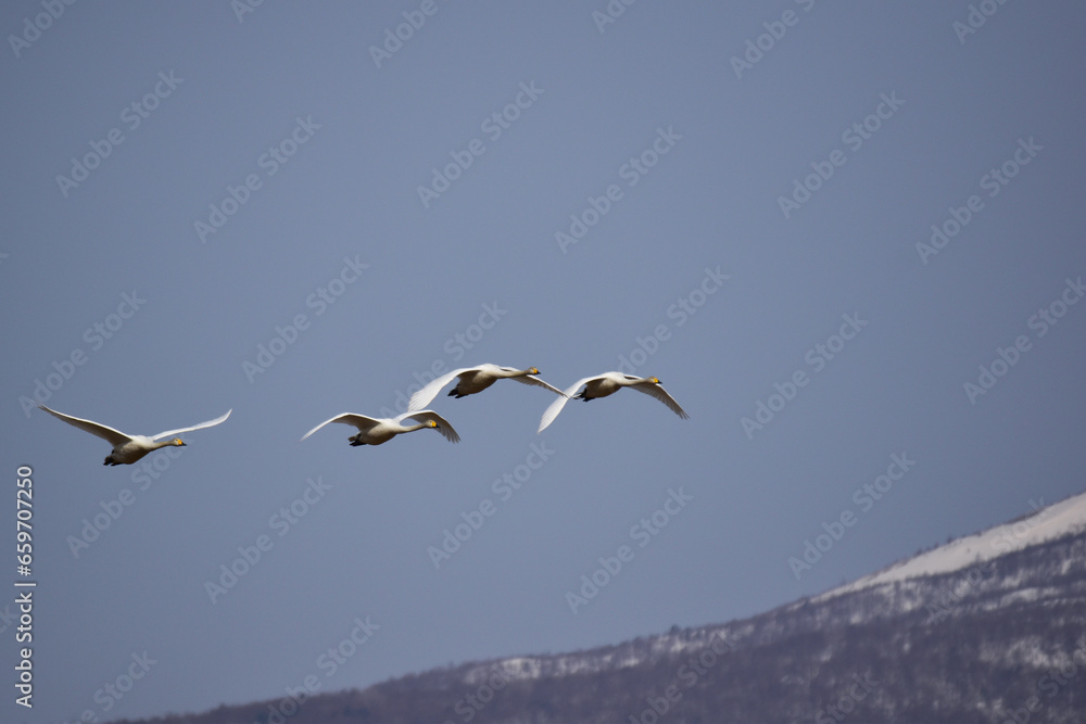 Obraz premium 山裾を飛ぶ早春の白鳥