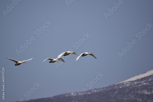 山裾を飛ぶ早春の白鳥 © mayudama