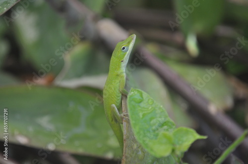 green lizard on a leaf