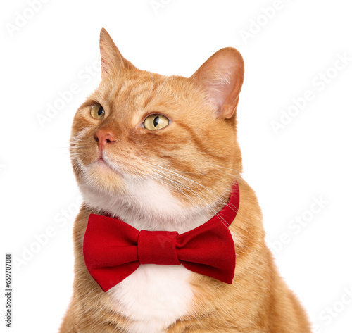 Cute cat with red bow tie isolated on white
