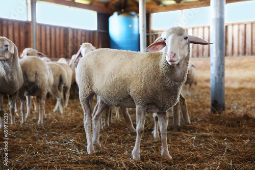 Fototapeta Naklejka Na Ścianę i Meble -  Many sheep in barn on farm. Cute animals