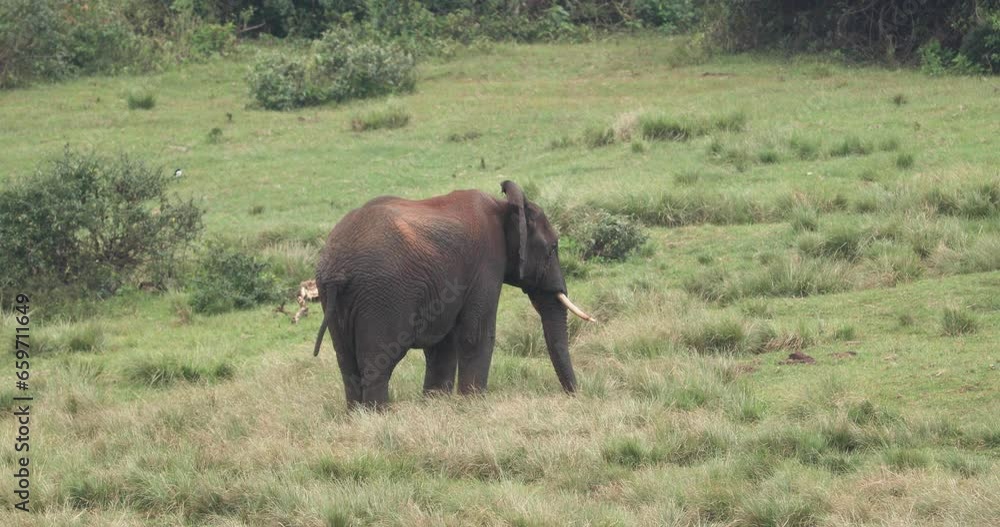 African Bush Elephant Roaming In Grassland. Aberdare National Park, Kenya. wide African Bush Elephant Roaming In Grassland. Aberdare National Park, Kenya. wide