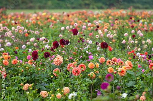 Colorful dahlia garden in full bloom on a farm in the Pacific Northwest. These flowers are grown commercially in the Skagit Valley of western Washington state.