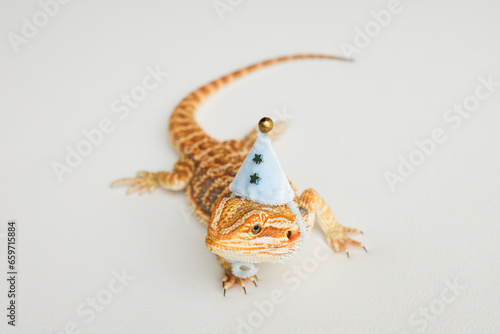 Bearded dragon, pogona vitticeps, isolated on white background, Tiger Pattern Morphs. Professional studio macro photography on isolated white background. Dragon in a New Year's blue cap. New Year card