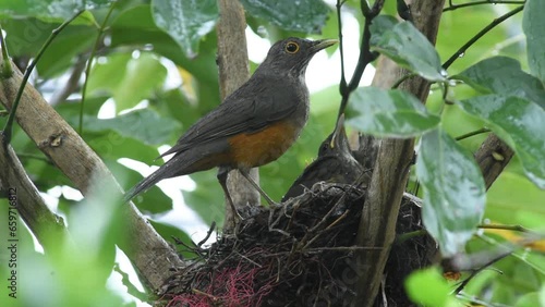 Red-bellied thrush bird (Turdus rufiventris) feeding its young in the nest under heavy rain photo