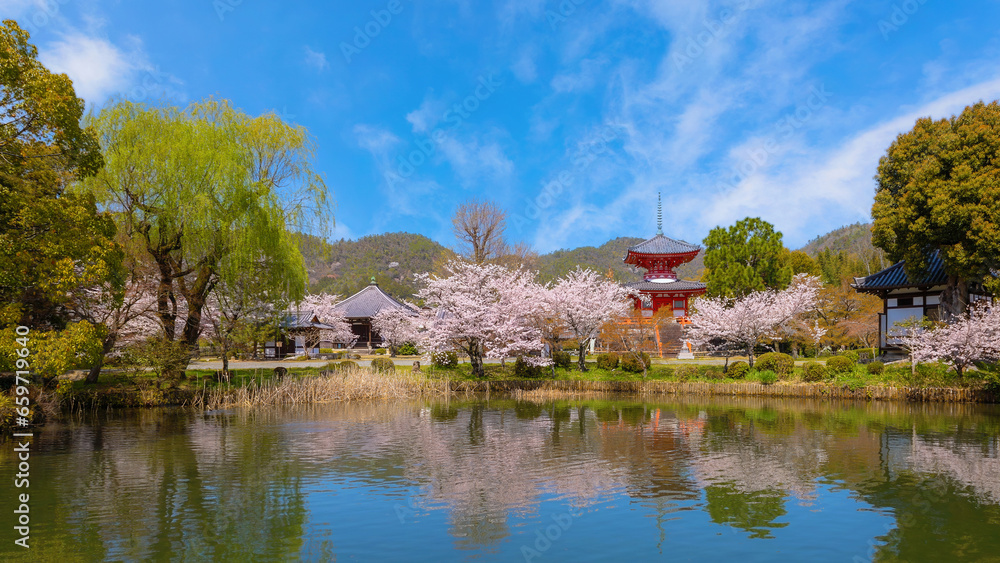 Kyoto, Japan - March 29 2023: Daikakuji Temple with Beautiful full bloom cherry blossom garden in spring time