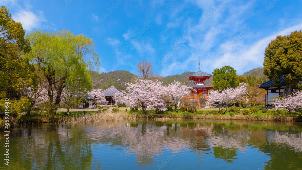 Obraz premium Kyoto, Japan - March 29 2023: Daikakuji Temple with Beautiful full bloom cherry blossom garden in spring time