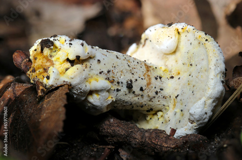 Under view of white uneven shaped Awatakeyadori (Bolete Eater, Hypomyces chrysospermus) mushroom (Wildlife closeup macro photograph) photo