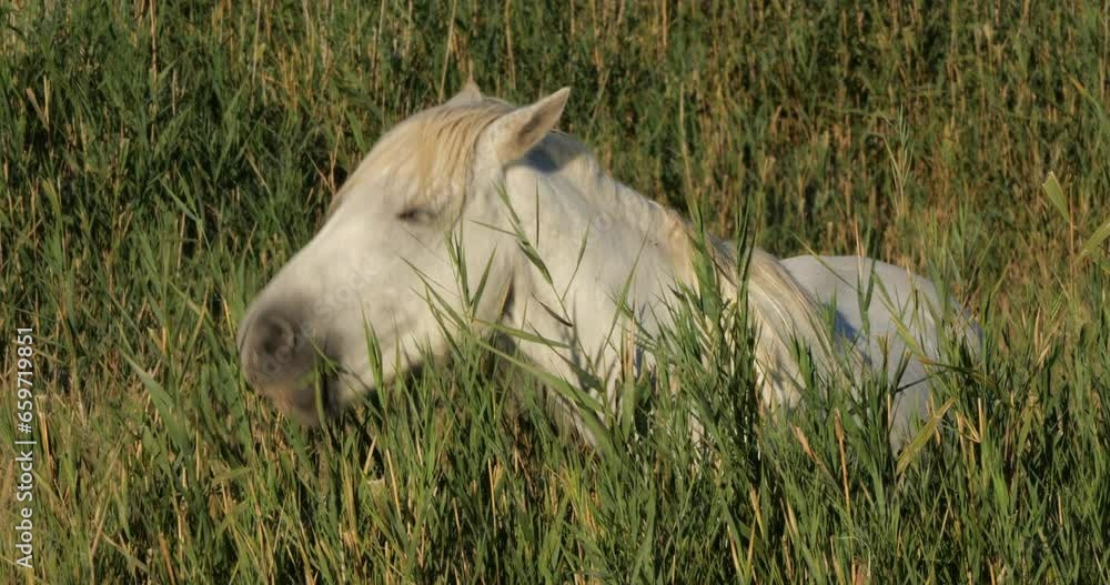 White Camargue horse in the reeds, the Camargue, France White Camargue horse in the reeds, the Camargue, France