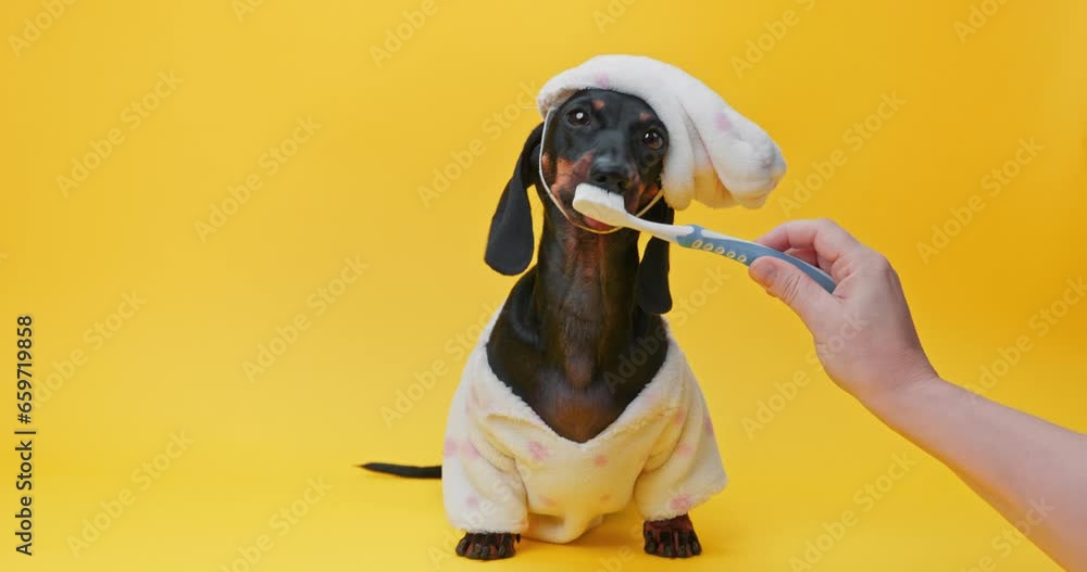 Dog dachshund in pajamas clenched its teeth, holds toothbrush in its